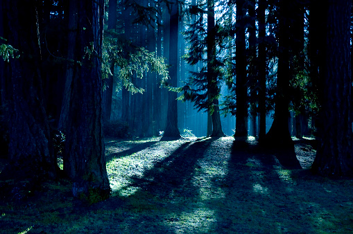 Dark forest with shadows and sunlight