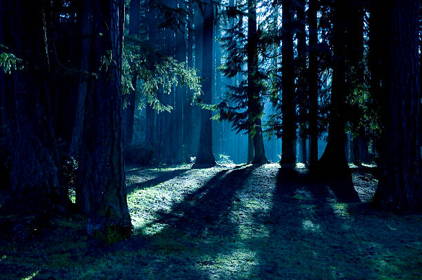 Dark forest with shadows and sunlight stock photo