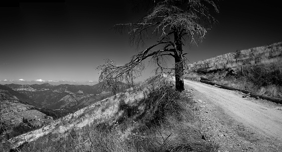 Dead tree standing in front of a dramatical scenery. Good for air pollution issues or end-of-the-world scenarios.

[url=my_lightbox_contents.php?lightboxID=1735630 t=_blank][img]http://www.bkindler.de/istockphoto/galleries_blackandwhite.jpg[/img][/url]
[url=my_lightbox_contents.php?lightboxID=1731666 t=_blank][img]http://www.bkindler.de/istockphoto/galleries_nuclear.jpg[/img][/url]
