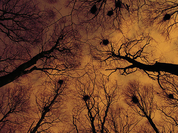 Black silhouette of bare tree with roof in beautiful night moonlight, evening with clouds. Copy space