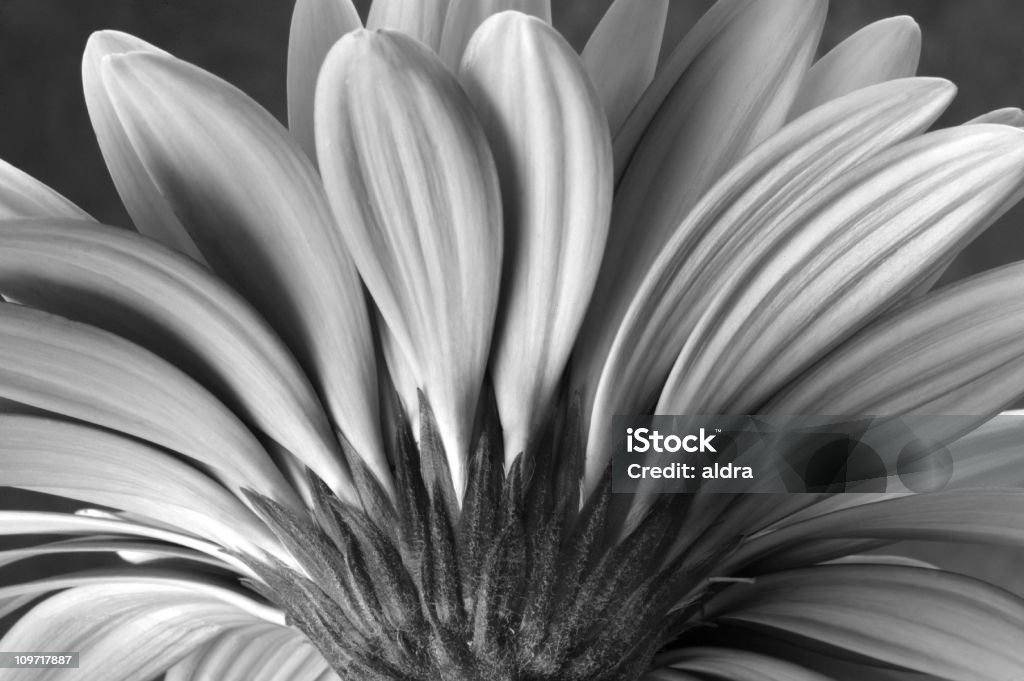 Underside of Gerbera Daisy Petals, Black and White  Flower Stock Photo