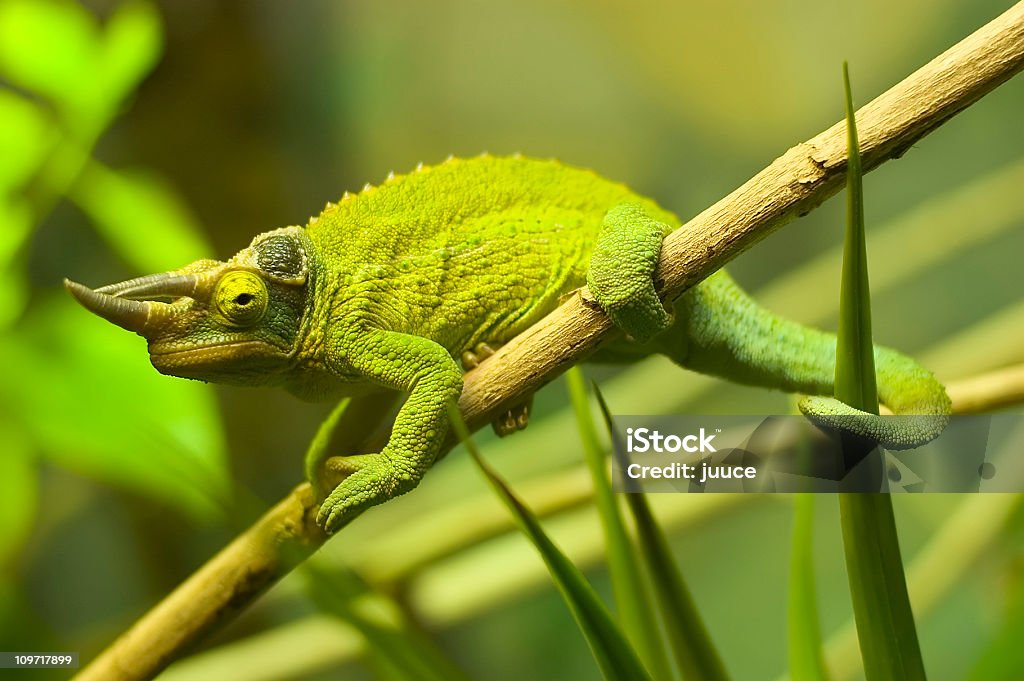 Horned Iguana sur Brindille - Photo de Branche - Partie d'une plante libre de droits