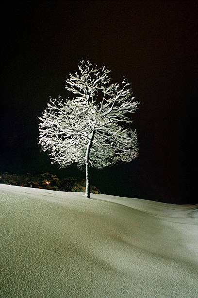 Snow Covered Tree in Field at Night stock photo