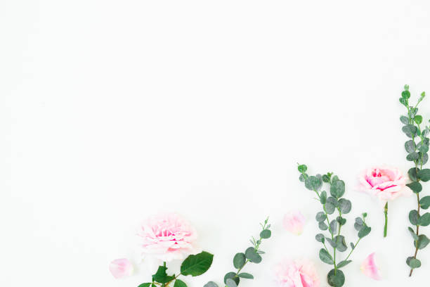 istock Pink rose flowers and eucalyptus branches on white background. Flat lay, top view. Valentines day 1097179352