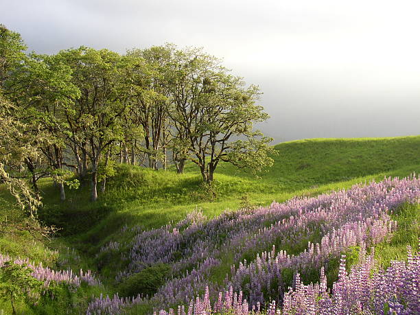 Spring Lupines under Oaks stock photo