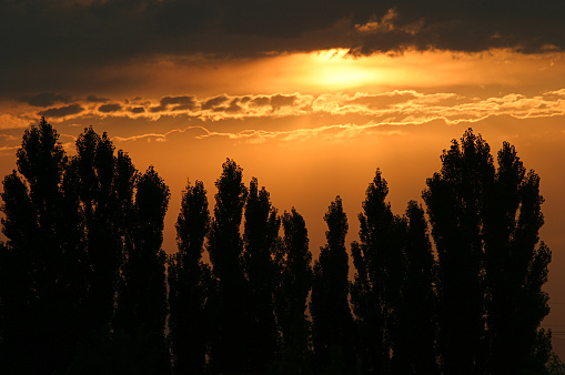 Orange clouds in summer sunset through bare tree branches, beauty in nature