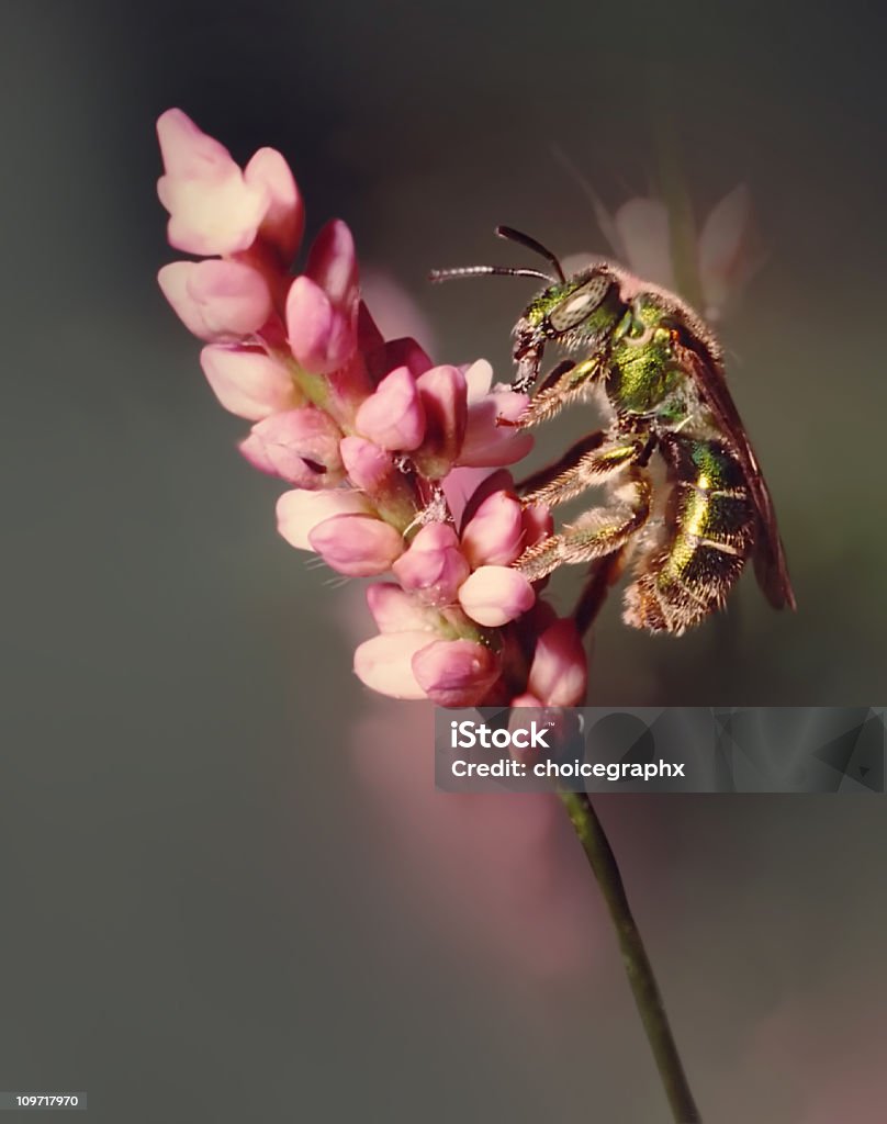 Close-up of Bee About to Land on Pink Flower  Animal Body Part Stock Photo