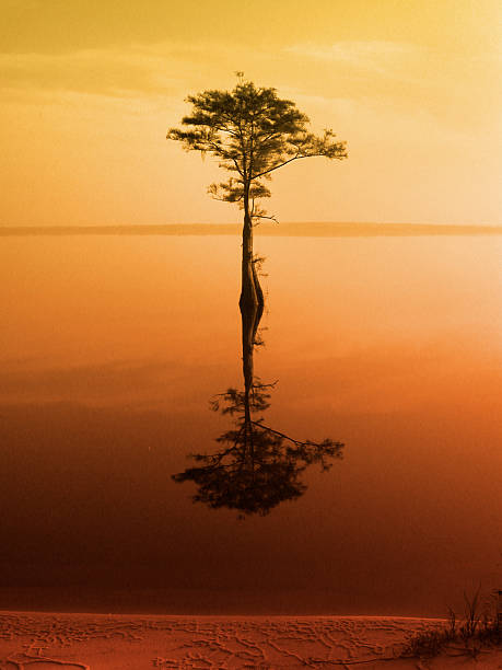 静寂-オレンジ - disappearing nature vertical florida ストックフォトと画像