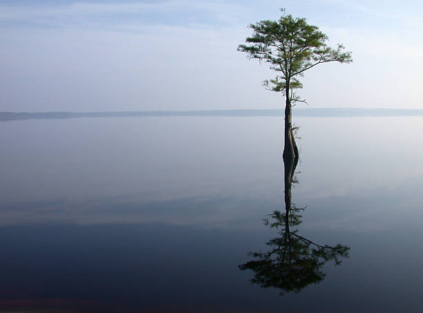 istock Single tree in the middle of a lake 109717981