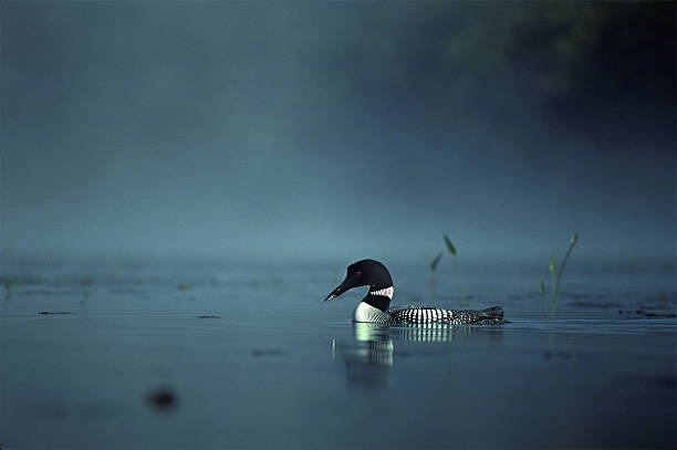 Common loon starts to flap wings in Rockland Harbor, Maine surrounded by blue water