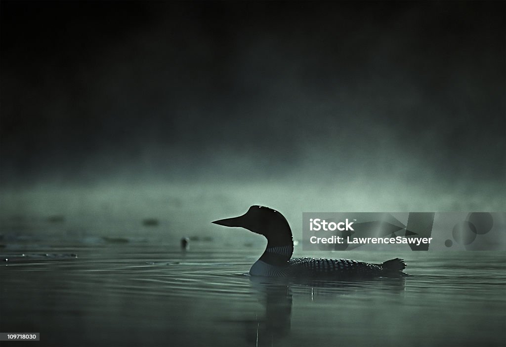 Plongeon huard sur un lac foggy Bottom - Photo de Plongeon libre de droits