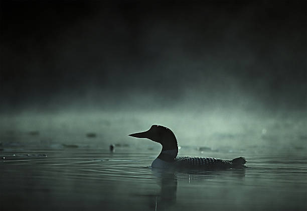 A common loon of North America