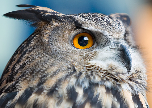 Bubo bubo Sibiricus - Siberian owl, is a species of bird Strigiformes in the family Strigidae.