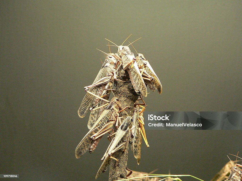 locusts  Locust Stock Photo