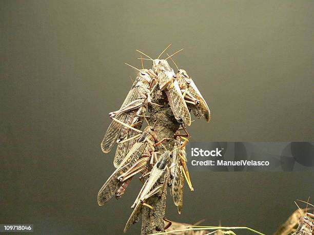 Locusts Stock Photo - Download Image Now - Locust, Swarm of Insects, Farm