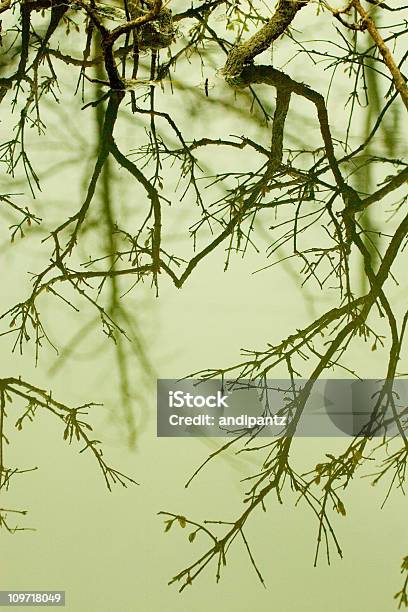 Foto de Reflexo De Filiais Em Água Mineral e mais fotos de stock de Abstrato - Abstrato, Botânica - Assunto, Exterior