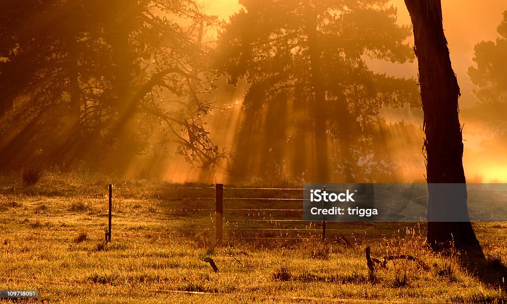 Golden Morgen - Lizenzfrei Agrarbetrieb Stock-Foto