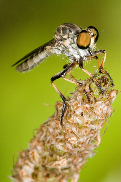 Insectivorous Gadfly in the wild, North China