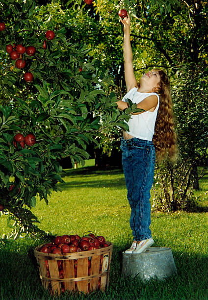 portrait of mixed race boy eating red organic apple outdoor. Harvest Concept. Child picking apples on farm in autumn. Children and Ecology. Healthy nutrition Garden Food.