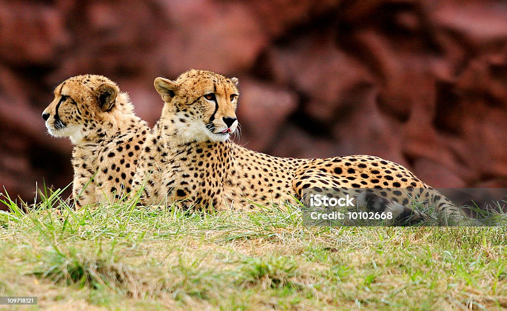 Dwa gepardy leżąc na trawie i patrzeć w górę - Zbiór zdjęć royalty-free (Zoo)