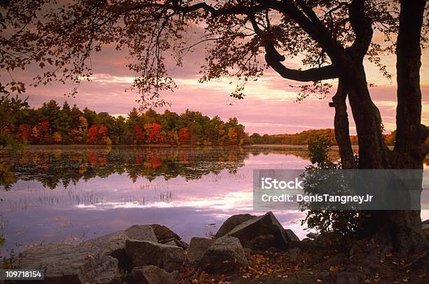 Alberi In Autunno Fodera Lago Al Tramonto - Fotografie stock e altre immagini di Massachusetts - Massachusetts, Paesaggio, Stagno - Acqua stagnante