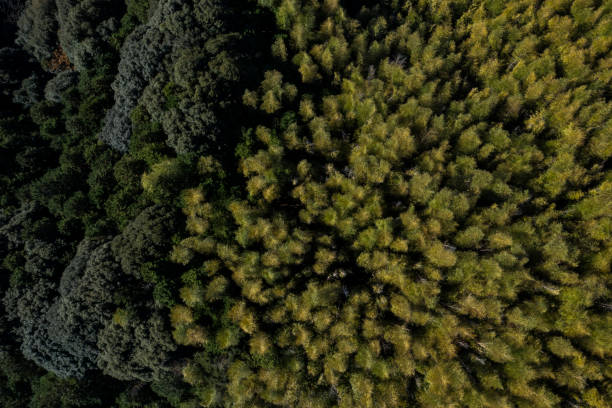 istock Scenery of natural rich coniferous trees 1097181562
