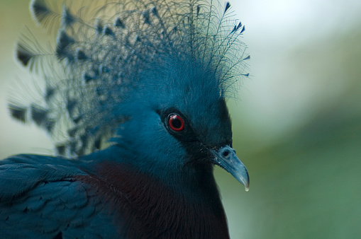 Closeup of a bird.