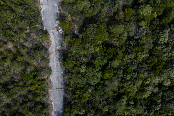 istock A single road in naturally rich trees 1097181742