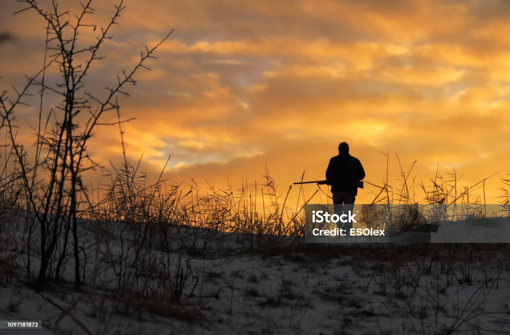 Chasse d’hiver au lever du soleil. Hunter se déplaçant avec fusil de chasse et à la recherche de proies. - Photo de Type de chasse libre de droits