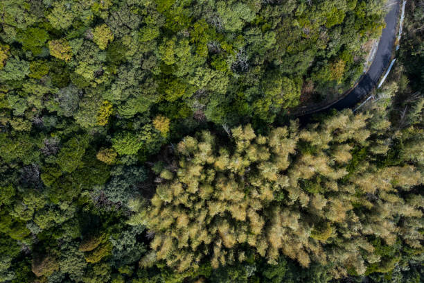 istock A single road in natural trees 1097181894