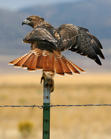 Hawk sitting on a fence pole adjusting its balance.  Tail feathers extended and wing partially extended.