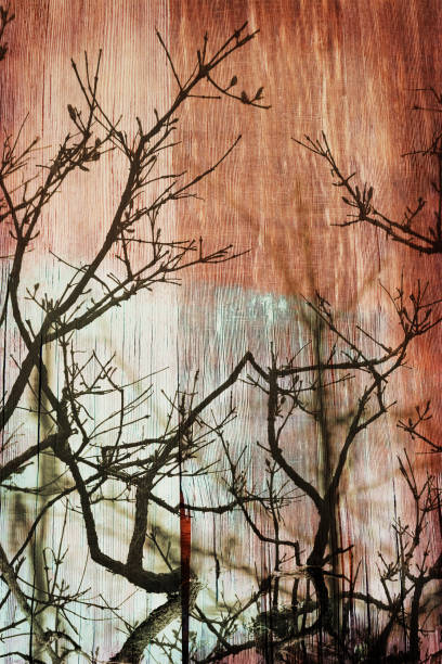 istock Silhouette Shadows of Branches on Painted Wood Surface 109718208