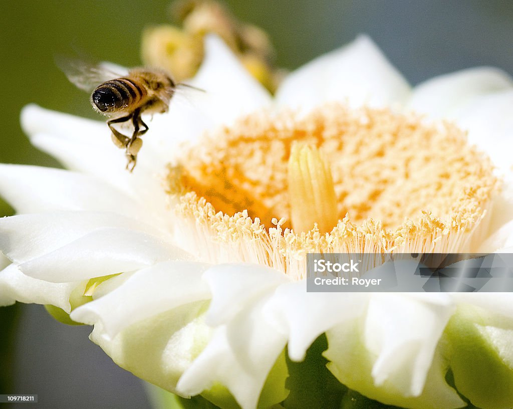 Bee landing on flower  Approaching Stock Photo