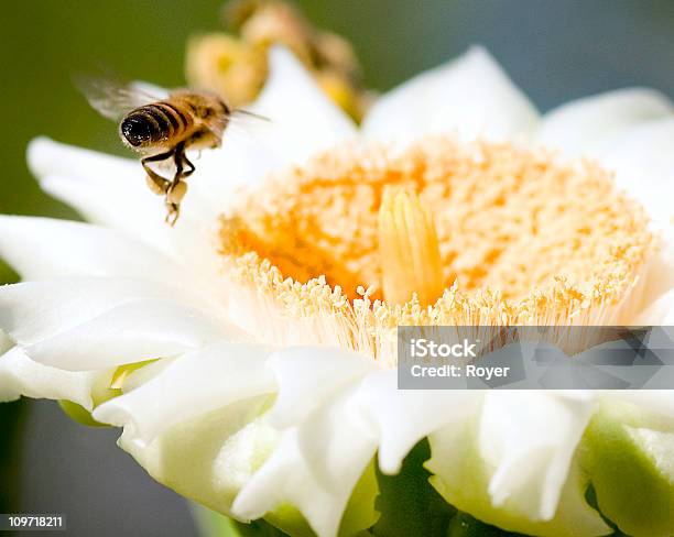 Bee Landing On Flower Stock Photo - Download Image Now - Approaching, Aspirations, Bee