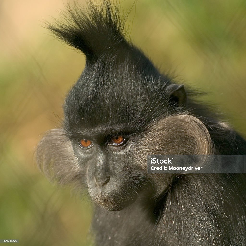 Portrait of Monkey  Animal Hair Stock Photo