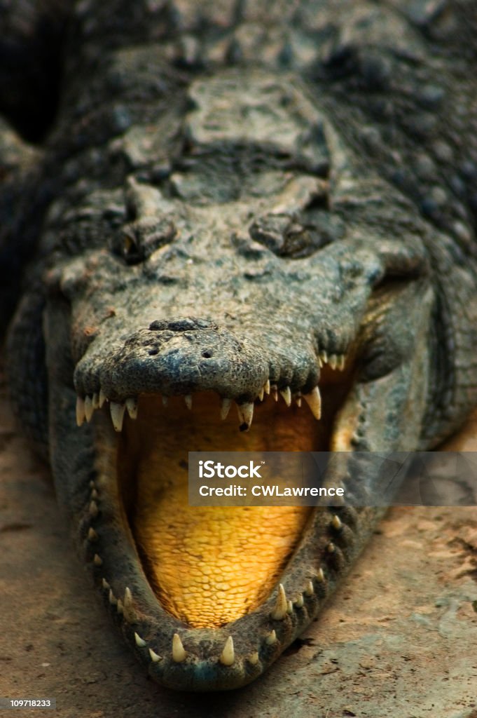 Ritratto di coccodrillo con la bocca aperta - Foto stock royalty-free di Coccodrillo
