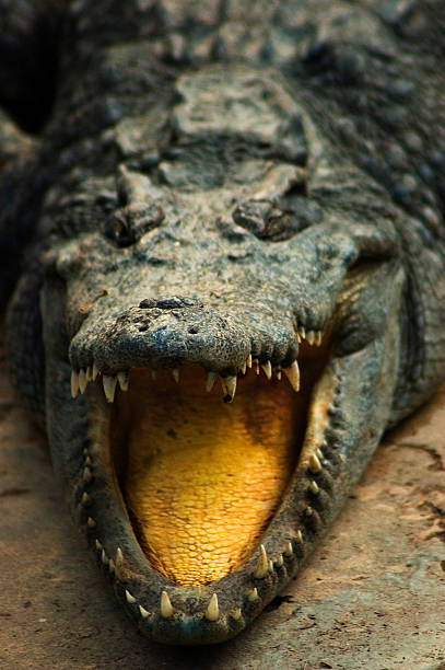 istock Portrait of Crocodile with Mouth Open 109718233