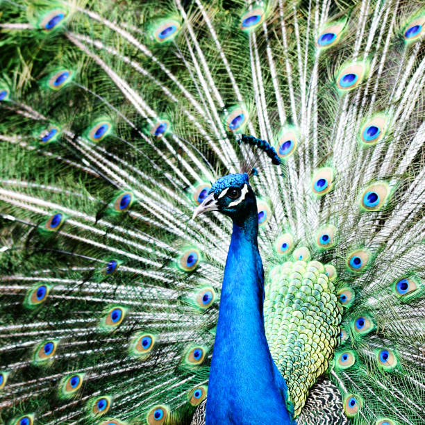 A peacock rest on a wooden fence in the middle of the forest in a national park in Thailand.