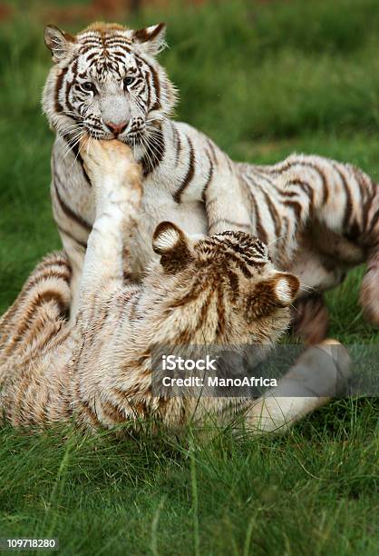 Due Tigri Bianche Giocare Combattendo - Fotografie stock e altre immagini di Tigre - Tigre, Aggressione, Allerta