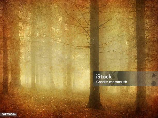 Foto Vecchia Foresta Di Conifere - Fotografie stock e altre immagini di Albero - Albero, Ambientazione esterna, Antico - Vecchio stile