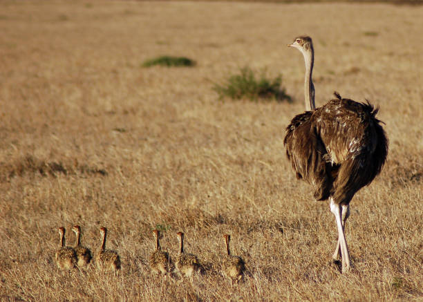 Female of African ostrich (Struthio camelus) and her chicks in nature reserve, Middle East