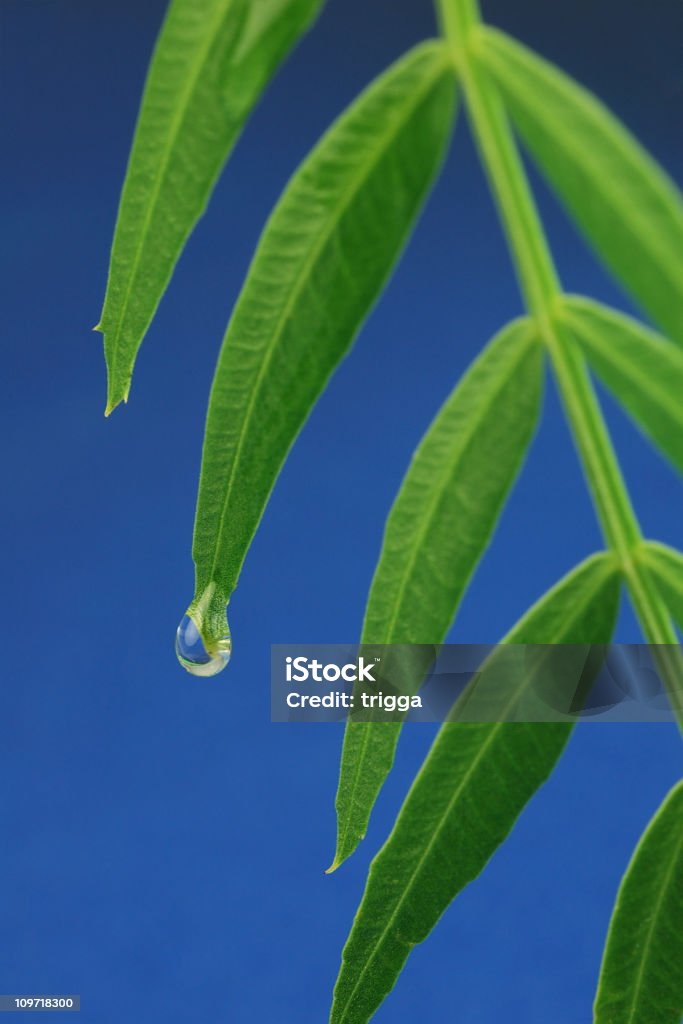 Water drop on leaf - Foto de stock de Agua libre de derechos