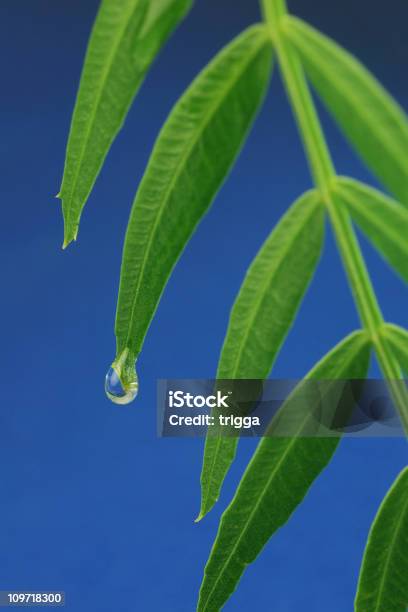 Water Drop On Leaf Foto de stock y más banco de imágenes de Agua - Agua, Azul, Color - Tipo de imagen