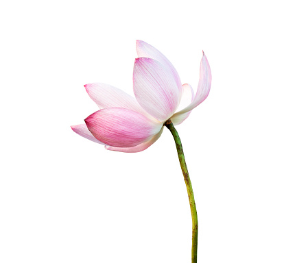 Pink lotus flower isolated on white background. File contains with clipping path.