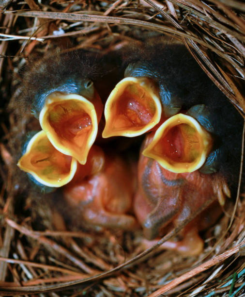 istock Baby Birds in Nest with Mouths Open 109718394
