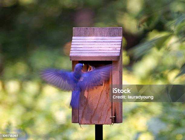 Bluebird Joven Macho De Alimentación Foto de stock y más banco de imágenes de Azulejo - Pájaro - Azulejo - Pájaro, Casita de pájaros, Volar