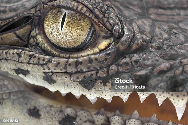 Young Danger Stock Photo - Download Image Now - Alligator, Animals Hunting, Animal