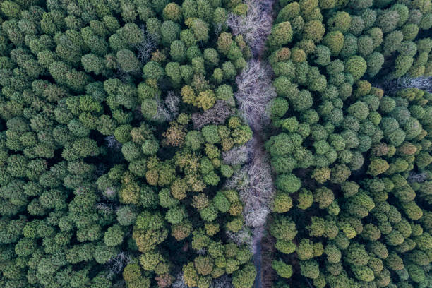 istock A forest where mixed trees with large trees and no leaves 1097184140