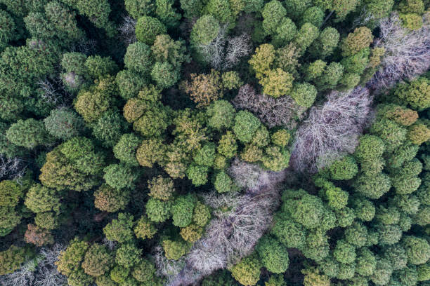 istock A forest where mixed trees with large trees and no leaves 1097184180
