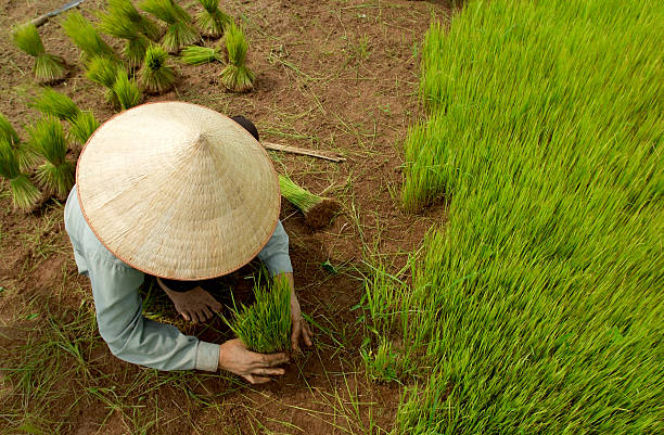 plantador de arroz - developing countries farmer rice paddy asia imagens e fotografias de stock